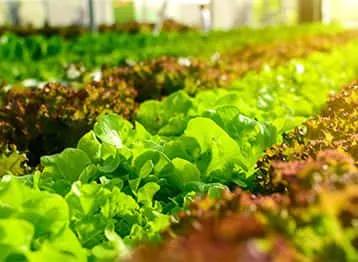 Βιολογική & Οργανική Γεωργία