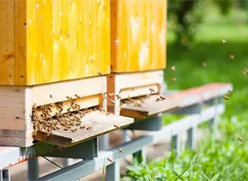 Τεχνικός Μελισσοκομίας